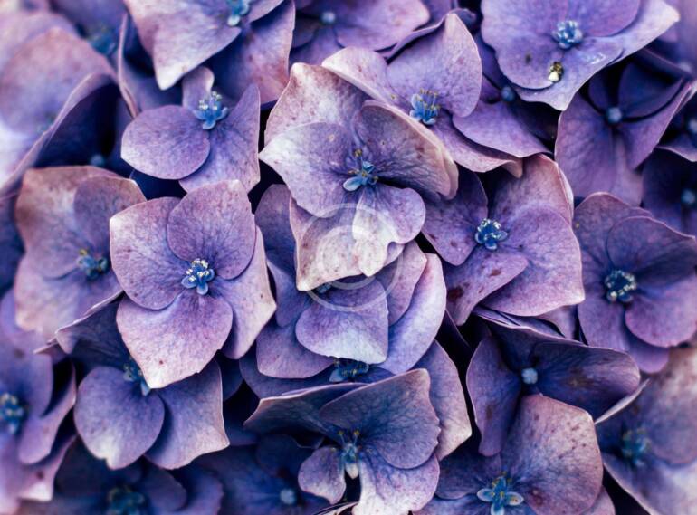 Un Ramo de Rosas te Ayuda a encontrar Armonía.