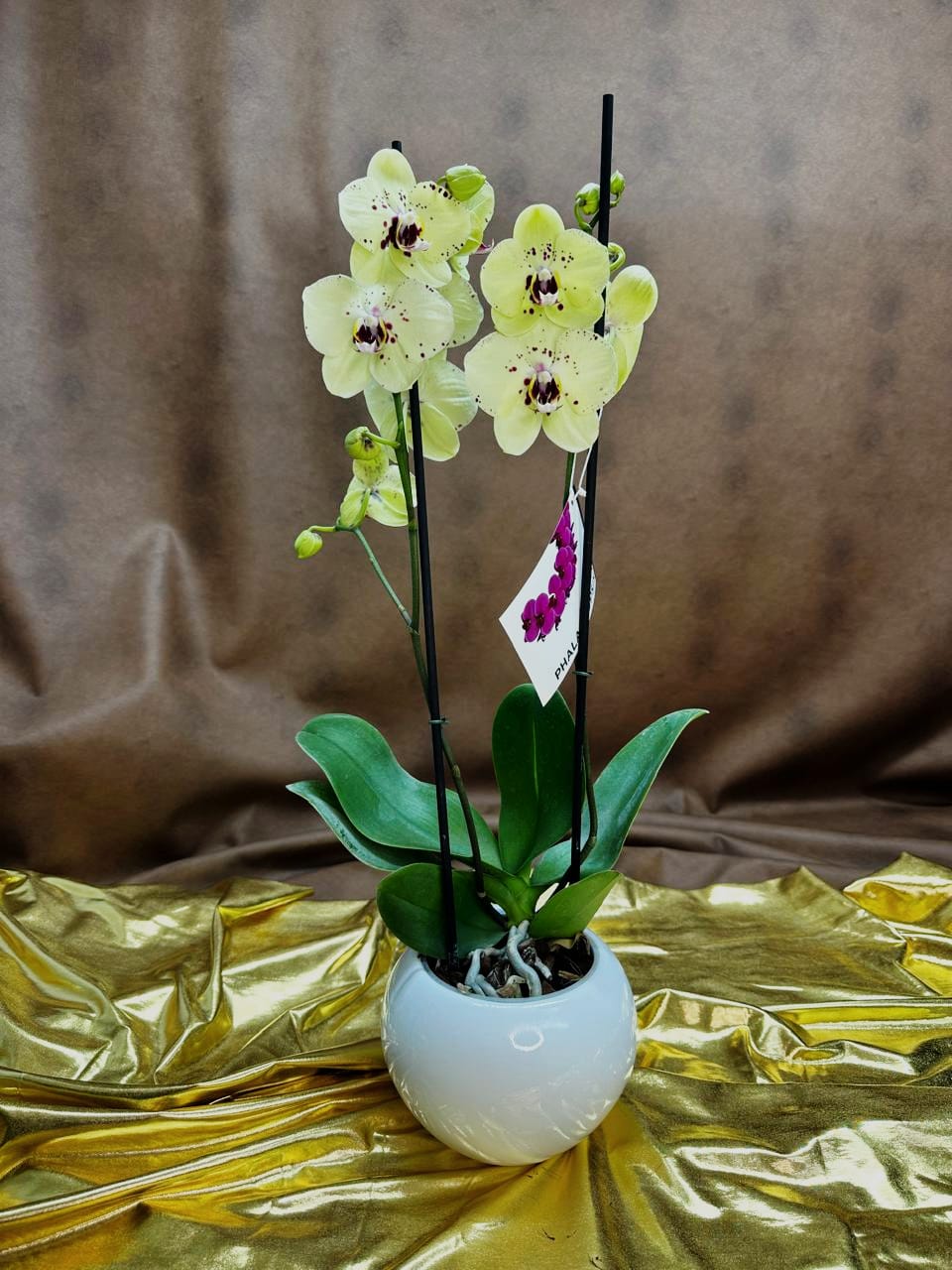 Orquídeas en Bogotá: La guía completa para comprar, cuidar y regalar