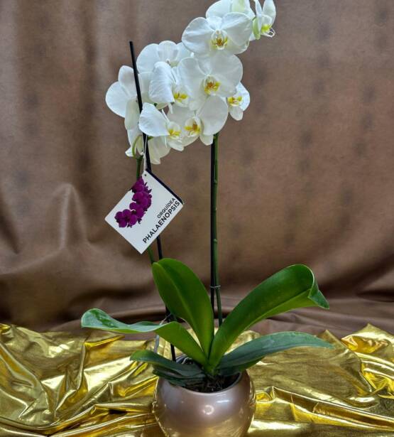 orquidea blanca