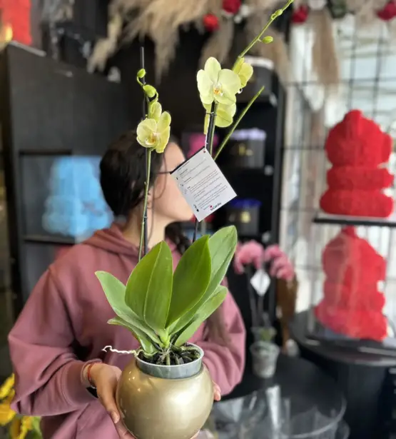 orquideas amarillas bogota