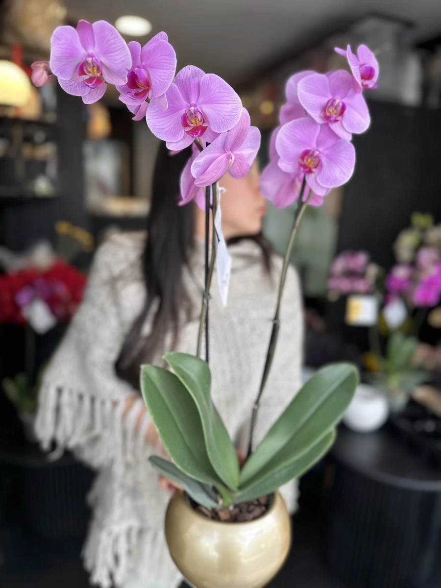 orquidea phalaenopsis bicolor elegancia y belleza natural