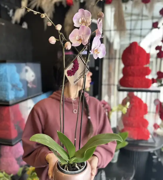 orquidea rosada