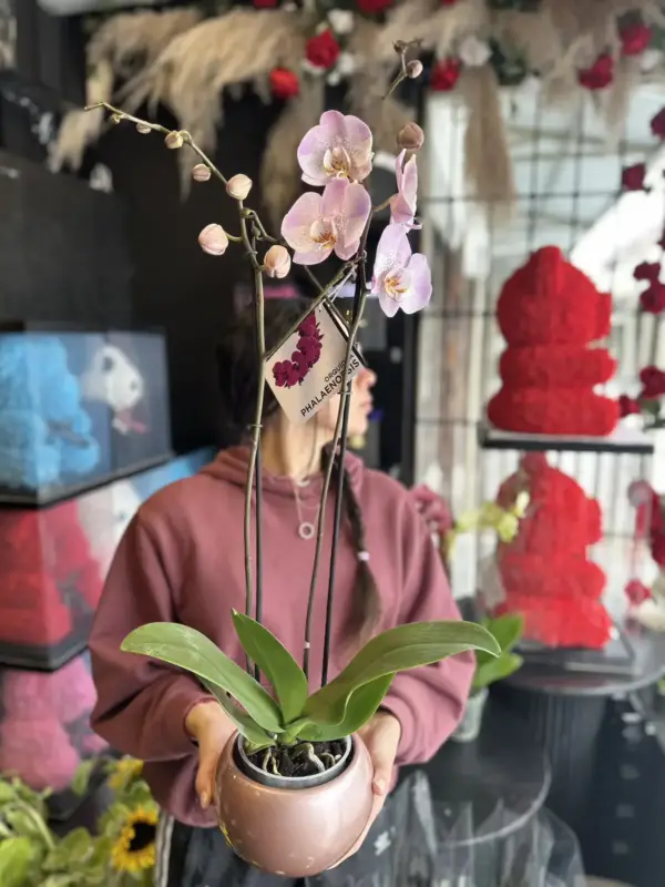 orquidea rosada