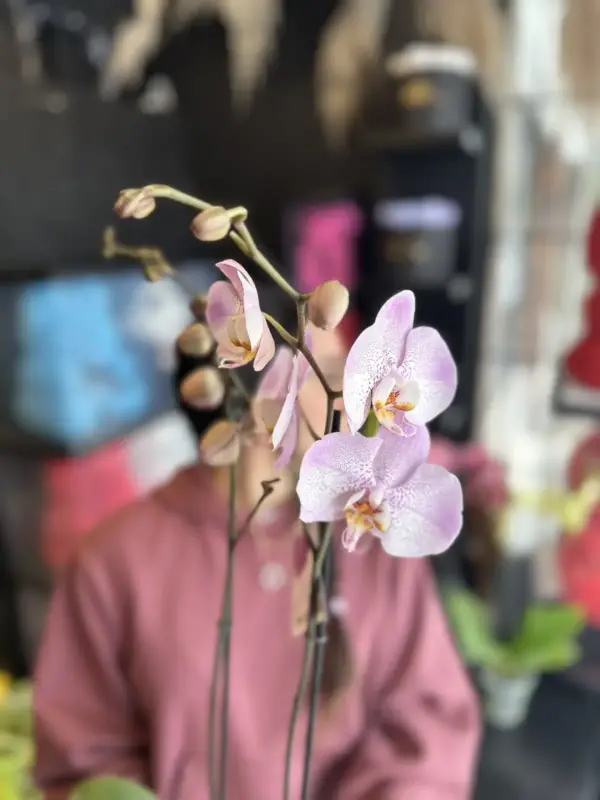 orquidea rosada bogota