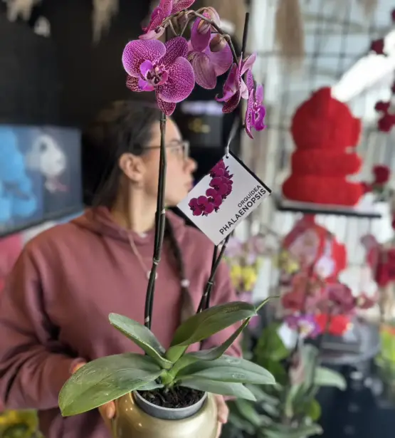 orquideas moradas
