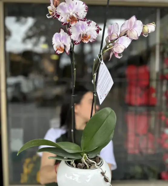 Orquidea Blanca Colores