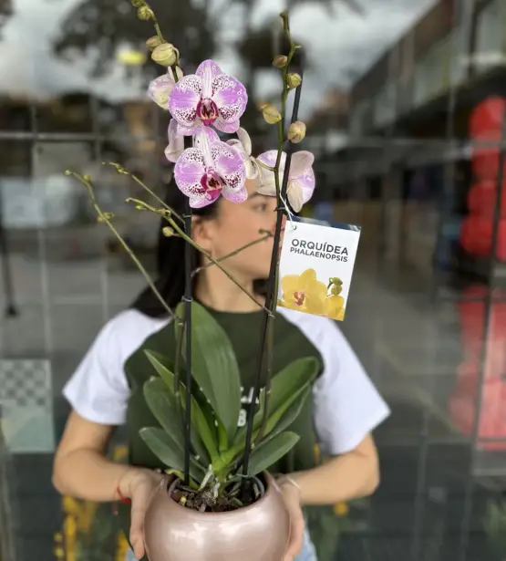 Orquidea Blanco Violeta