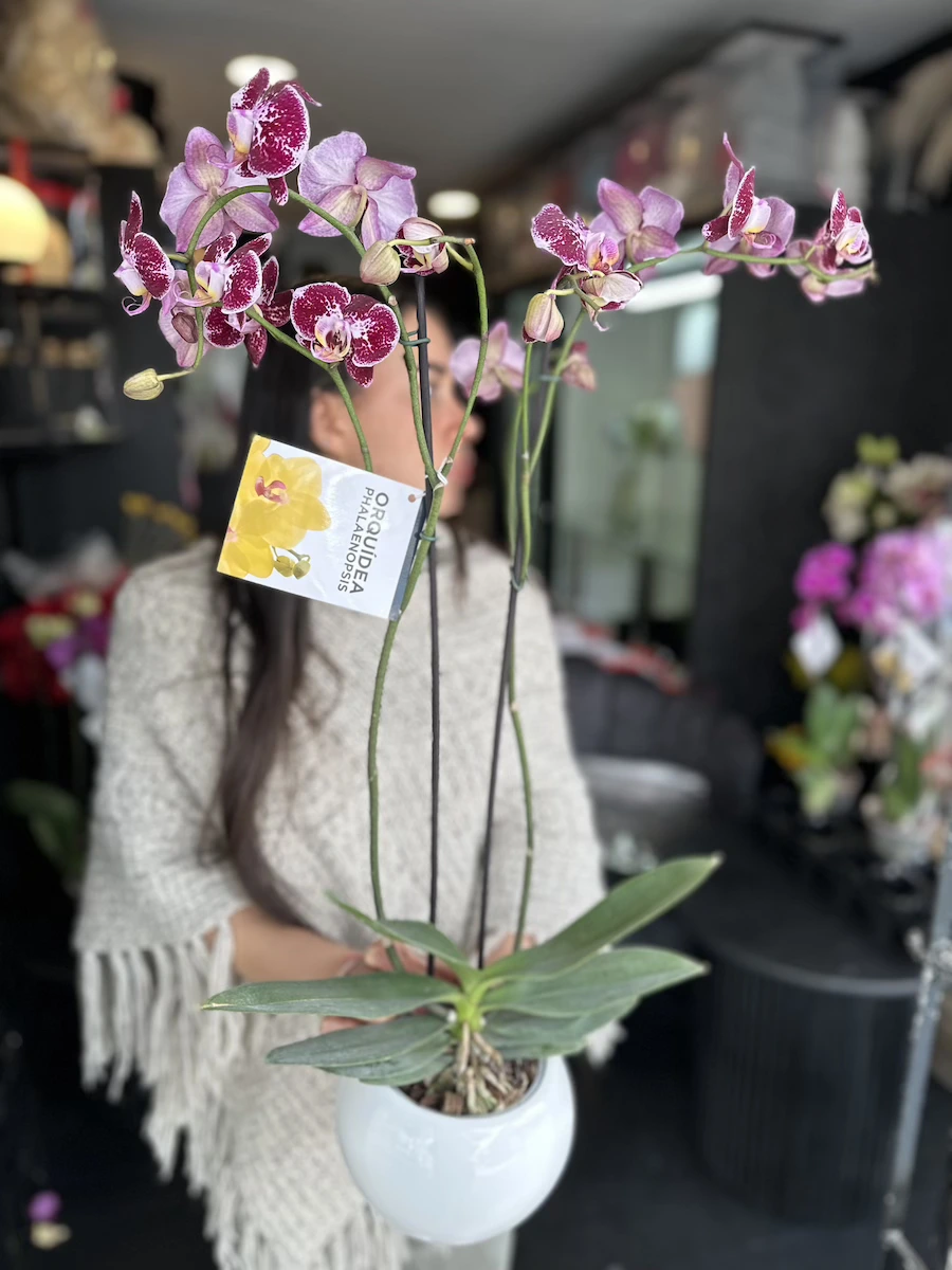 orquidea fucsia y rosado combinada
