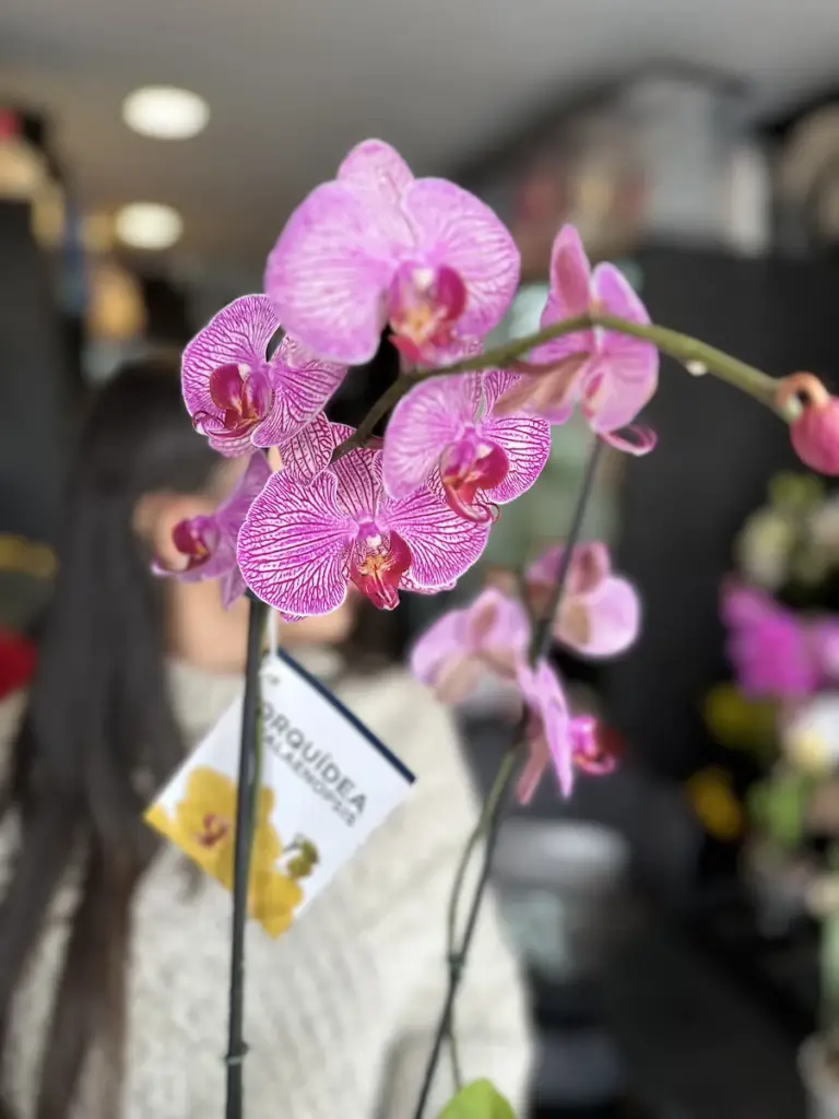 orquidea oro rosa phalaenopsis orquidea oro rosa phalaenopsis