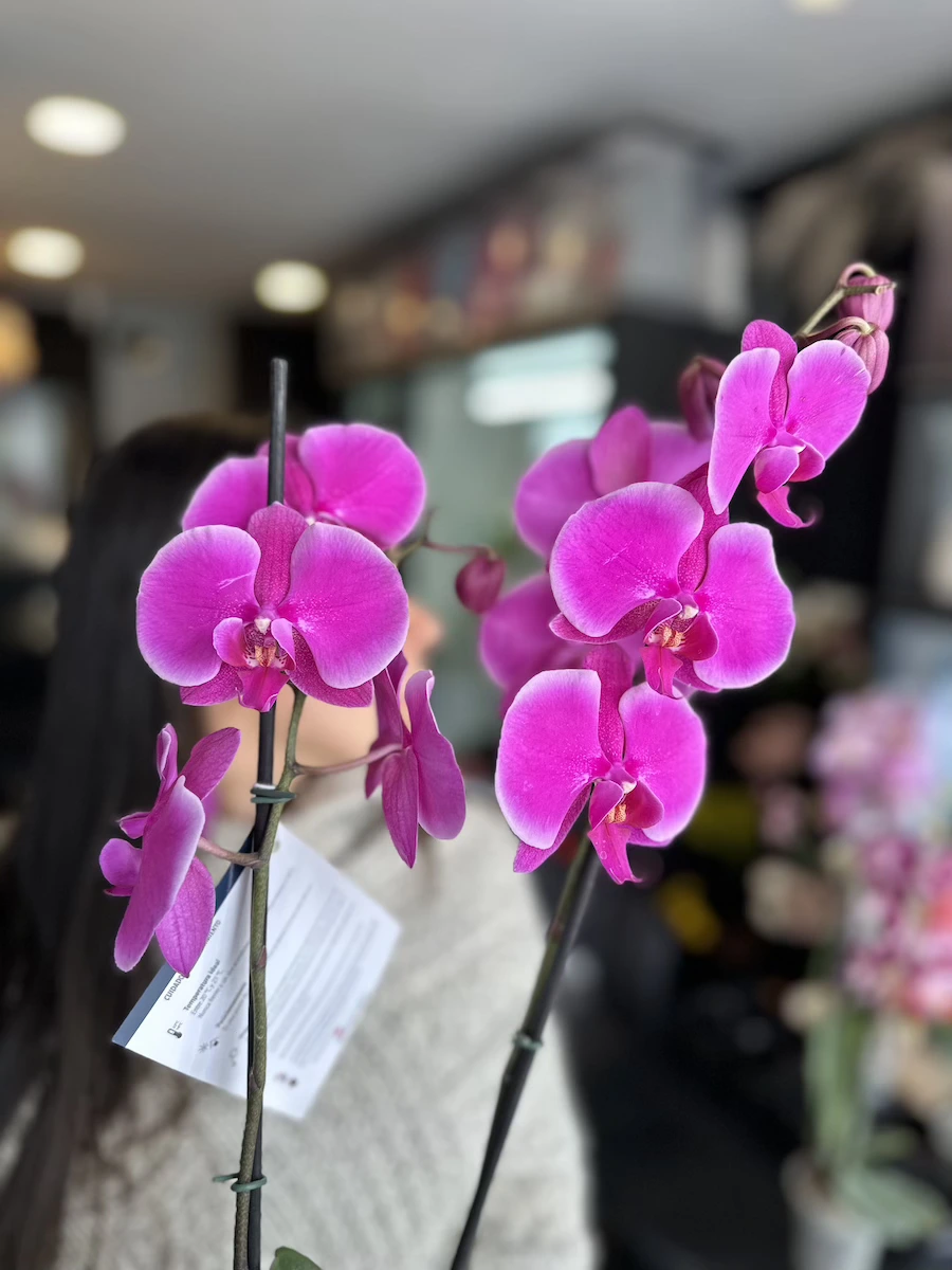 orquidea violeta claro phalaenopsis
